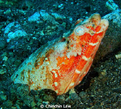 The deadly look....Reptilian snake eel @Alor by Chinchin Law 